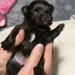 Rizzo - Black female Companion Cross puppy in Jackson, New Jersey from Peapod Pomeranians