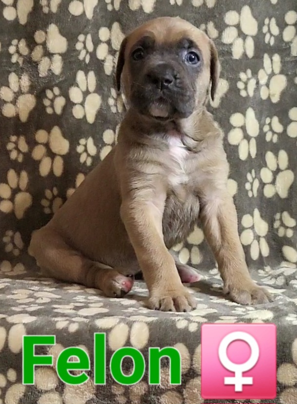FELON - GREEN - Gray and fawn Cane Corso puppy in Kimball, Michigan from Sicario Cane Corso