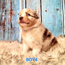 Australian Shepherd Puppies from Winsome Aussies