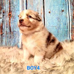 Australian Shepherd Puppies from Winsome Aussies