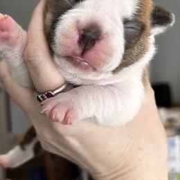 Dotty's Fawn female - Seal and white female Boston Terrier puppy in Yakima, Washington from Barnett’s AKC Boston Terriers