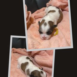 Shih Tzu Puppies from Ren