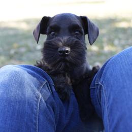 Miniature Schnauzer Puppies from Snowflake Schnauzers