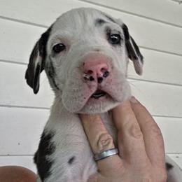 FEMALE HARLEQUIN GREEN COLLAR - Harlequin female Great Dane puppy in Hickman, Kentucky from Tidal Wave Danes