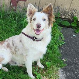 Tala - Border Collie