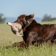 Flat-Coated Retriever All Grown Up from Shayna Flat-Coated Retrievers