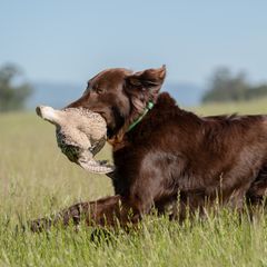 Flat-Coated Retriever All Grown Up from Shayna Flat-Coated Retrievers