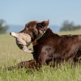 Flat-Coated Retriever All Grown Up from Shayna Flat-Coated Retrievers