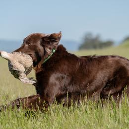 Flat-Coated Retriever All Grown Up from Shayna Flat-Coated Retrievers