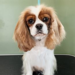 Rosie - Cavalier King Charles Spaniel