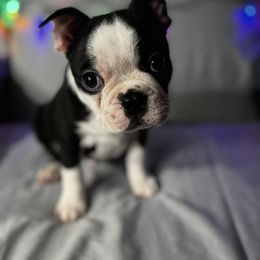 Boston Terrier Puppies from Hammacks
