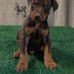 Male 5 - Black Collar - Red and rust male Doberman Pinscher puppy in Spencer, Indiana from Jackson's Dobermans