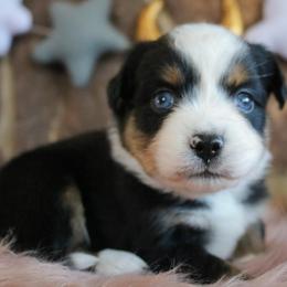 NASA - Black tri female Miniature Australian Shepherd puppy in Melbourne, Florida from True Spirited Aussies