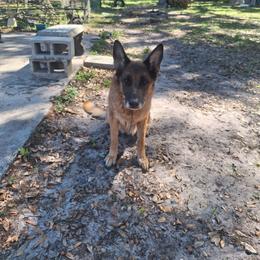 Wait Castl Galateya - Black and red female German Shepherd puppy in Hillsborough County, Florida from Vom Legend Land