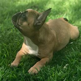 French Bulldogs from Karen's French Bulldogs