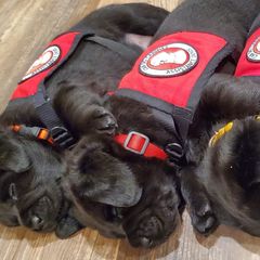 Working Dog Cross Puppies from Happy Hartz