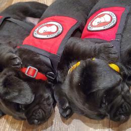 Working Dog Cross Puppies from Happy Hartz