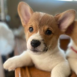 Pembroke Welsh Corgis from Sushi and the Corgi Fam