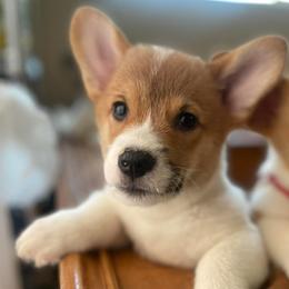 Pembroke Welsh Corgis from Sushi and the Corgi Fam