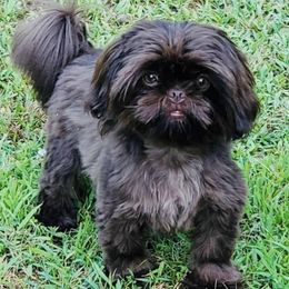 Shih Tzus from Pistol Pups LLC