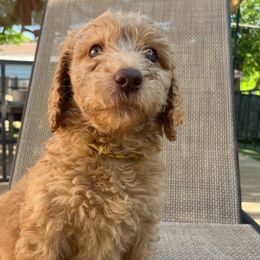 Mango 🥭 - Red  Goldendoodle puppy in Fort Worth, Texas from Shapa Breeding