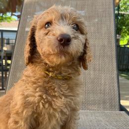 Mango 🥭 - Red  Goldendoodle puppy in Fort Worth, Texas from Shapa Breeding