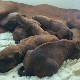 Girl 3 - female Rhodesian Ridgeback puppy in Kansas City, Missouri from Stoneridge Ridgebacks