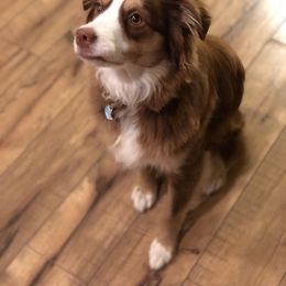 Evie - Miniature American Shepherd