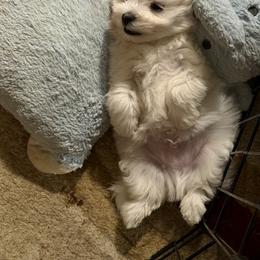 Maltese Puppies from Ayres to Heirs Puppy Co.
