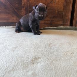 Cane Corso Puppies from Cowan Farms