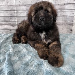 Aussiedoodle Puppies from Soap Creek Kennels