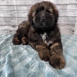 Aussiedoodle Puppies from Soap Creek Kennels