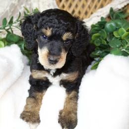 Black Phantom Male - Phantom male Poodle puppy in Belgreen, Alabama from Scott’s Farm Poodles and Doodles