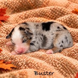 Buster - Blue merle male Australian Shepherd puppy in Howardsville, Virginia from Spectacular Aussies and Cavaliers