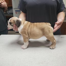 Bulldog and French Bulldog Puppies from Impressive Bulldogs and French Bulldogs