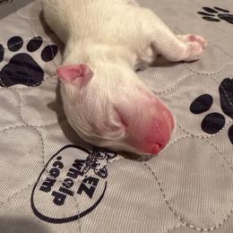 Etta Place - White female Pomsky puppy in Blue Earth, Minnesota from Blue Sky Pomsky