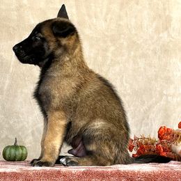 Boy - Gray - Belgian Malinois puppy from Desert Wind Kennels