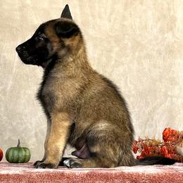 Boy - Gray - Belgian Malinois puppy from Desert Wind Kennels