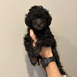 Nelly - Black female Cavapoo puppy in Fayetteville, North Carolina from Carolina Cavapoos