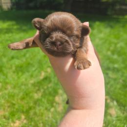 Cilantro - Liver male Shih Tzu puppy in Normal, Illinois from Happy Shih Tzu Homes
