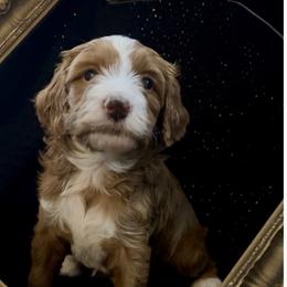 Jenny - Red  female Goldendoodle puppy in Placerville, California from New Dawn Poodles and Doodles