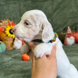 Waylon - Dapple male Dachshund puppy in Lincoln, Arkansas from Red Dirt Dachshunds