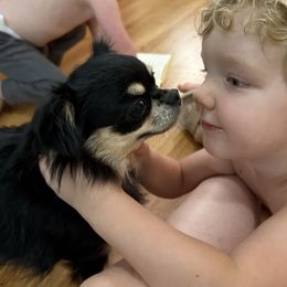 Chihuahua puppies from Home of Tiny Chihuahuas