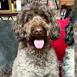Cocoa - Bernedoodle