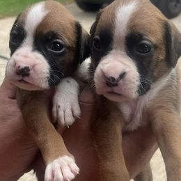 Boxers from Jolly Boxers