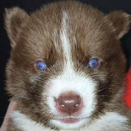 Atlas - Red and white male Siberian Husky puppy in Richland, Mississippi from Feazell’s Siberian Huskies