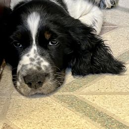 Malibu - English Springer Spaniel puppy in Billings, Montana from M&M Fuzzy Bottom Friends