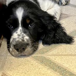 Malibu - English Springer Spaniel puppy in Billings, Montana from M&M Fuzzy Bottom Friends