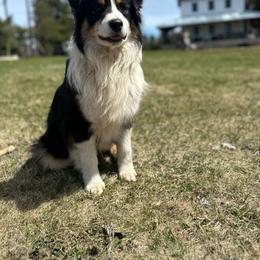 Louis - Australian Shepherd