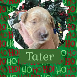 Tater - Apricot male Goldendoodle puppy in Stroudsburg, Pennsylvania from Momma’s Mini Goldendoodles